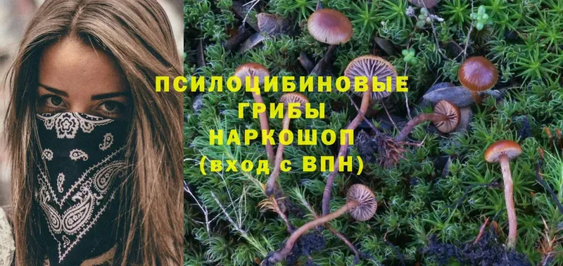 наркота  Мензелинск  МЕГА ONION  Галлюциногенные грибы Psilocybine cubensis 